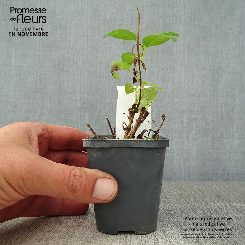 Exemplaar van Phygelius aequalis Yellow Trumpet - Kaapse fuchsia Kweekpotje van 8/9 cm zoals geleverd in de herfst