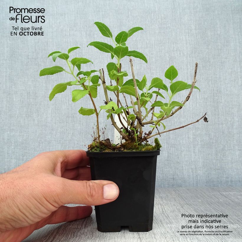 Exemplaar van Phygelius rectus Moonraker - Kaapse fuchsia Kweekpotje van 8/9 cm zoals geleverd in de herfst