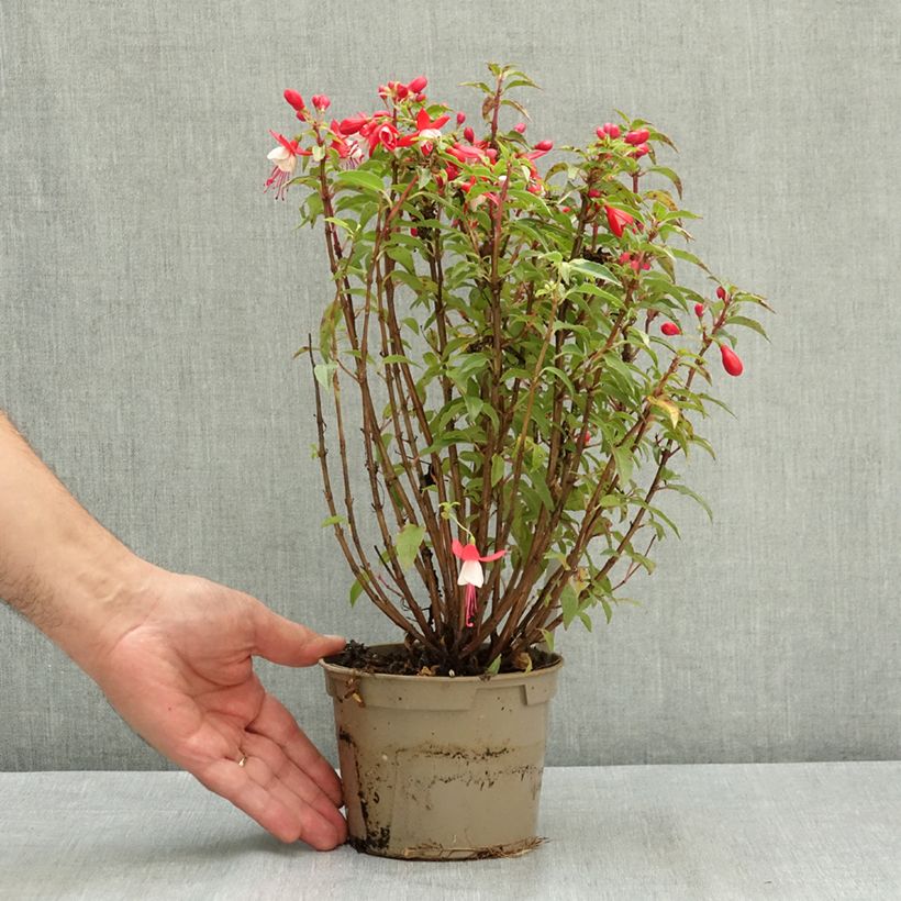 Exemplaar van Fuchsia Ernie Pot van 12 cm / 13 cm zoals geleverd in de zomer