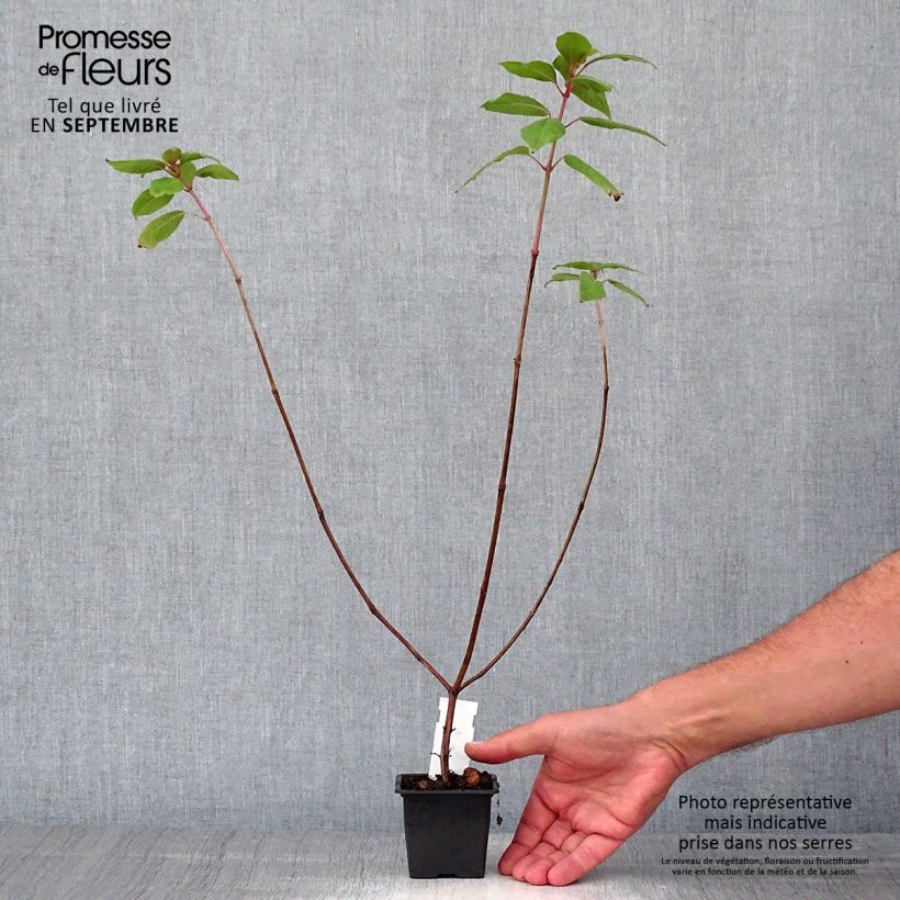 Exemplaar van Fuchsia First Success - Bellenplant Kweekpotje van 8/9 cm zoals geleverd in de herfst