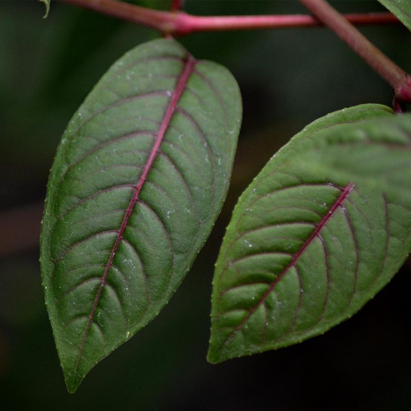 Fuchsia Lady Boothby - Bellenplant (Foliage)