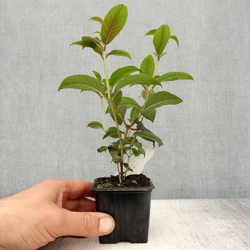 Example of Fuchsia grimpant - Fuchsia Lady Boothby Kweekpotje van 8/9 cm as you get in printemps