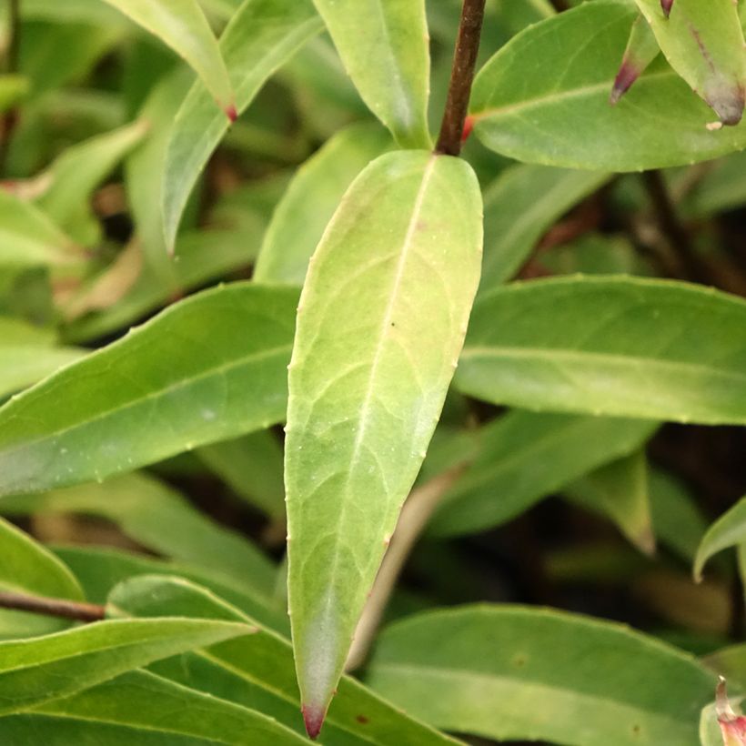 Fuchsia hatschbachii - Kievitsbloem (Foliage)