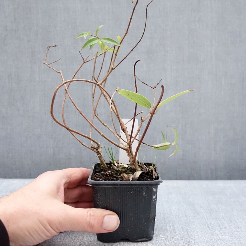 Example of Fuchsia hatschbachii - Fuchsia de Hatschbach Kweekpotje van 8/9 cm as you get in hiver