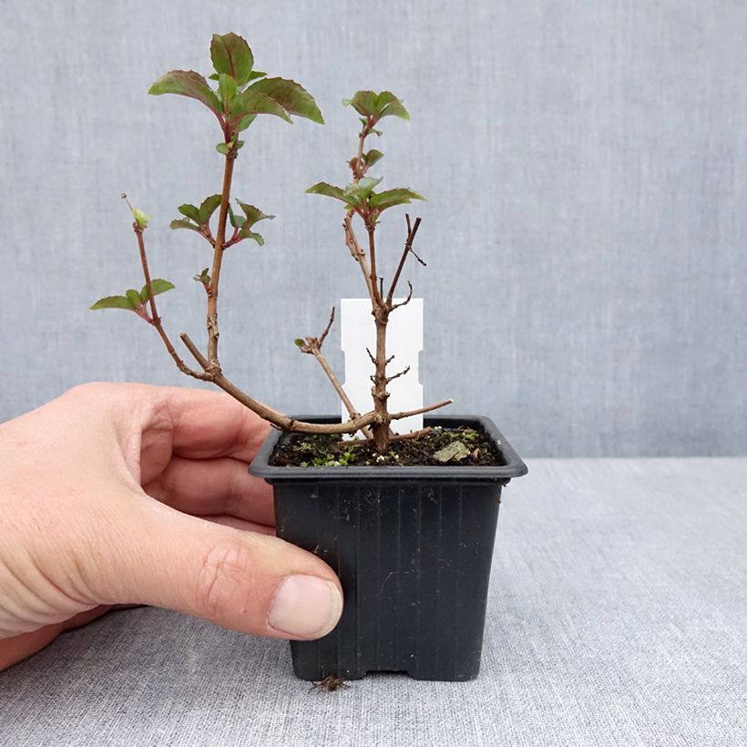 Example of Fuchsia Heidi Ann Kweekpotje van 8/9 cm as you get in printemps