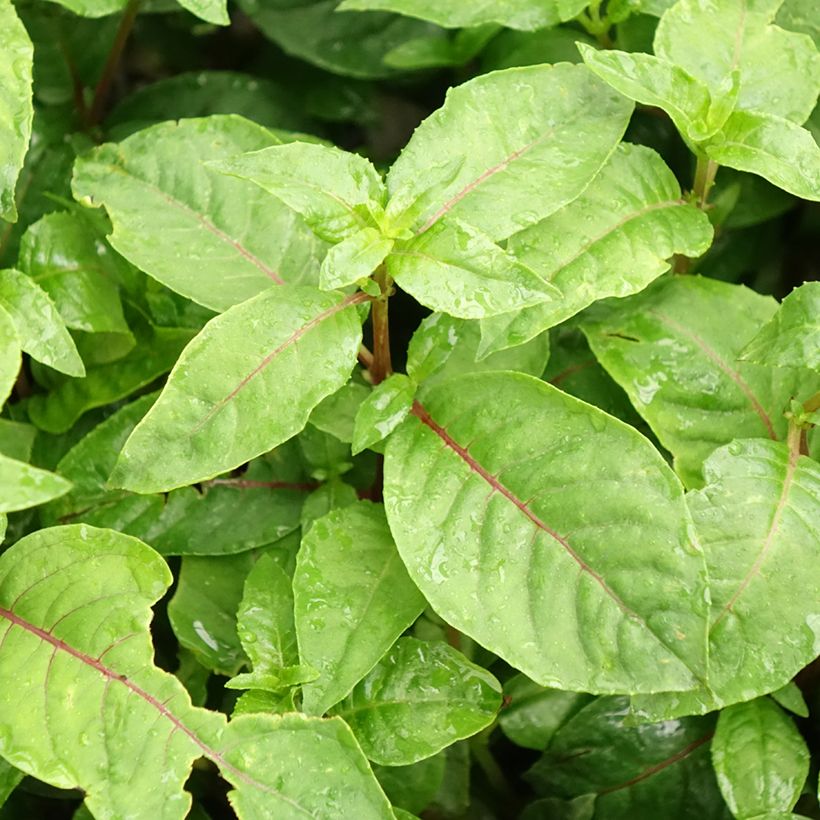 Fuchsia Illusion - Bellenplant (Blad)