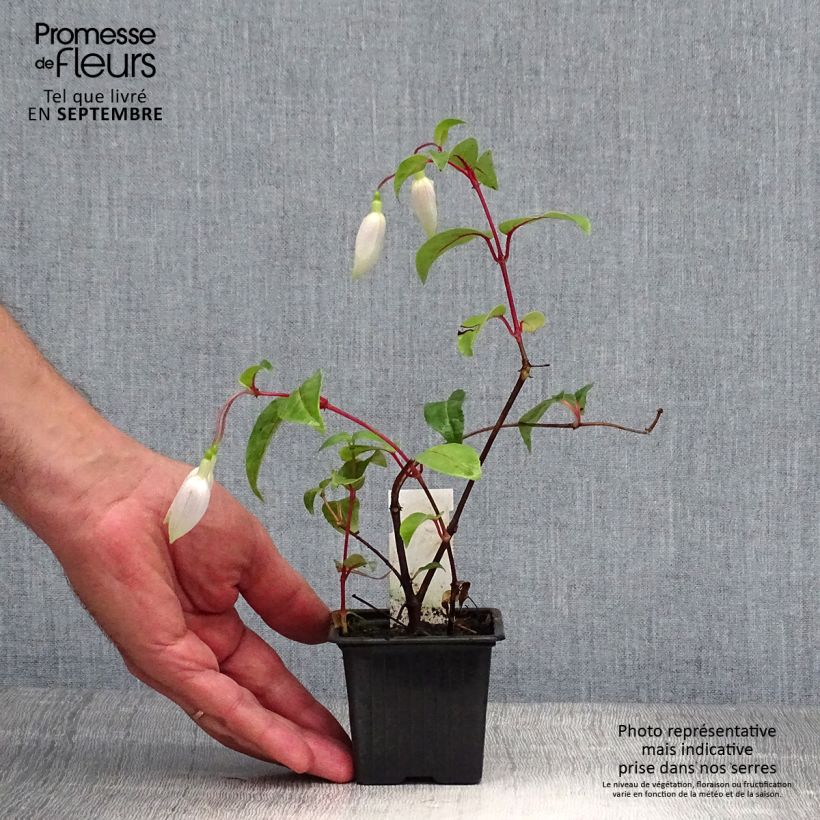 Exemplaar van Fuchsia Illusion - Bellenplant Kweekpotje van 8/9 cm zoals geleverd in de herfst
