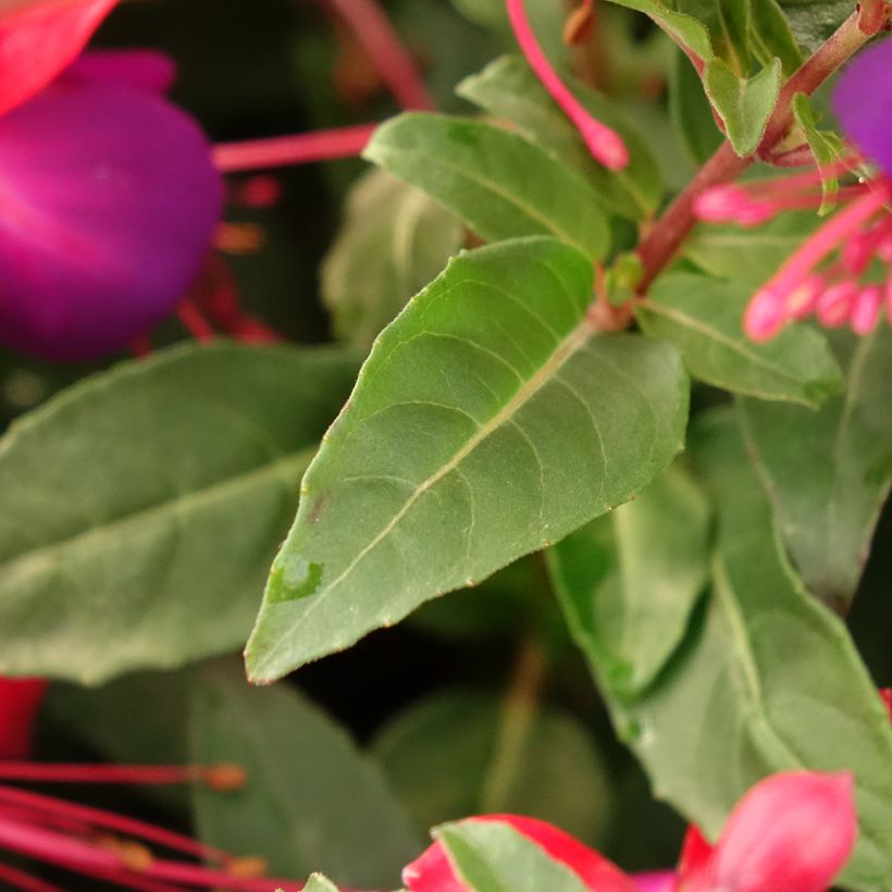 Fuchsia Jollies Nantes (Blad)