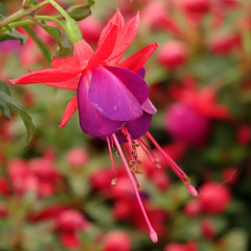 Fuchsia Jollies Nantes (Bloei)