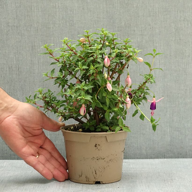 Exemplaar van Fuchsia Lambada Pot van 12 cm / 13 cm zoals geleverd in de zomer