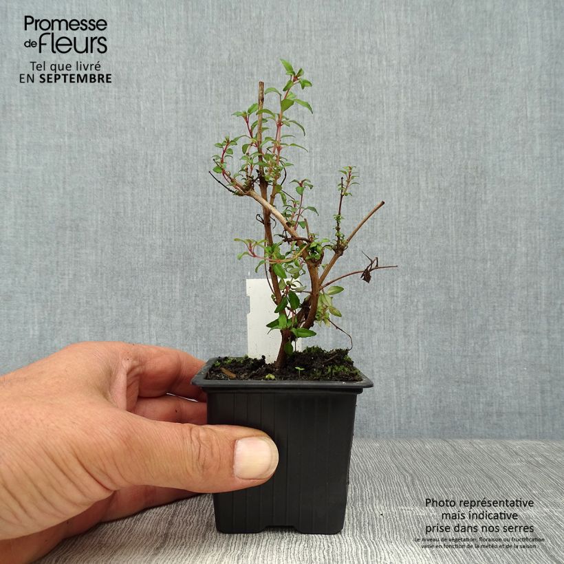 Exemplaar van Fuchsia magellanica Arauco - Winterharde fuchsia Kweekpotje van 8/9 cm zoals geleverd in de herfst