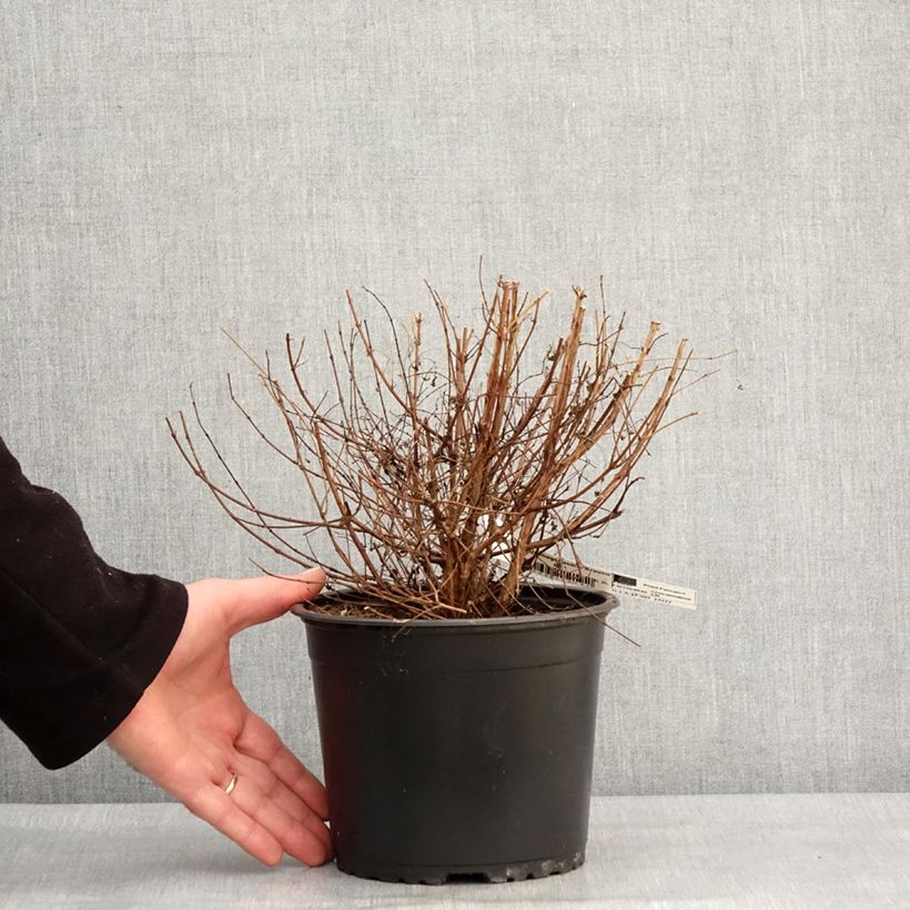 Example of Fuchsia magellanica Arauco Pot van 1,5 l/2 l as you get in hiver