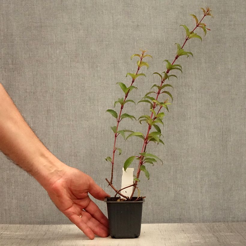 Exemplaar van Fuchsia magellanica - Winterharde fuchsia Kweekpotje van 8/9 cm zoals geleverd in de zomer