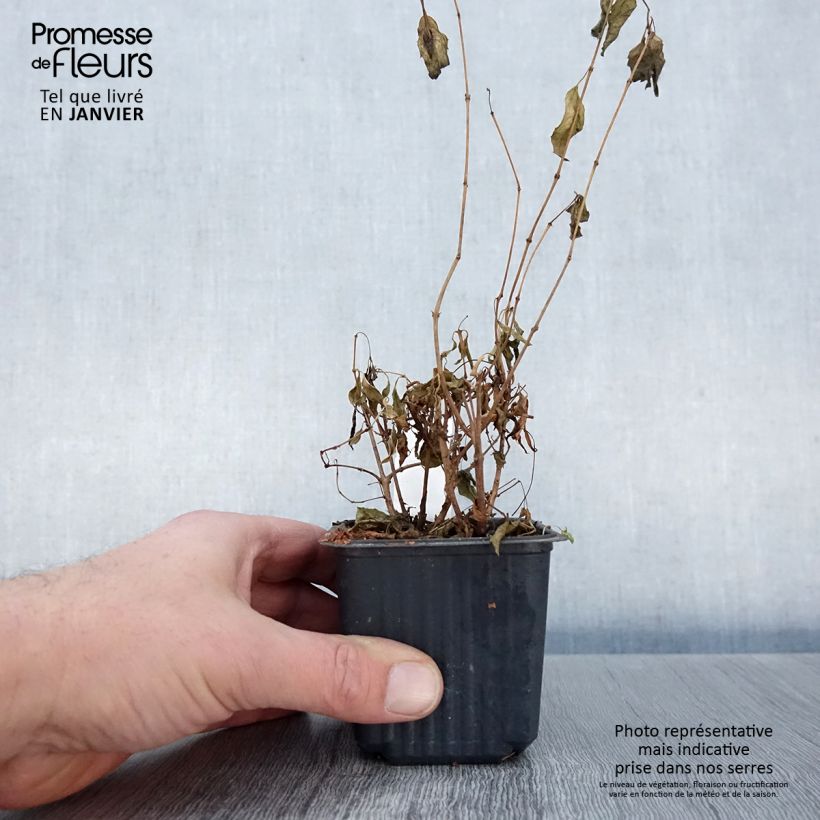 Example of Fuchsia magellanica - Winterharde fuchsia Kweekpotje van 8/9 cm as you get in hiver