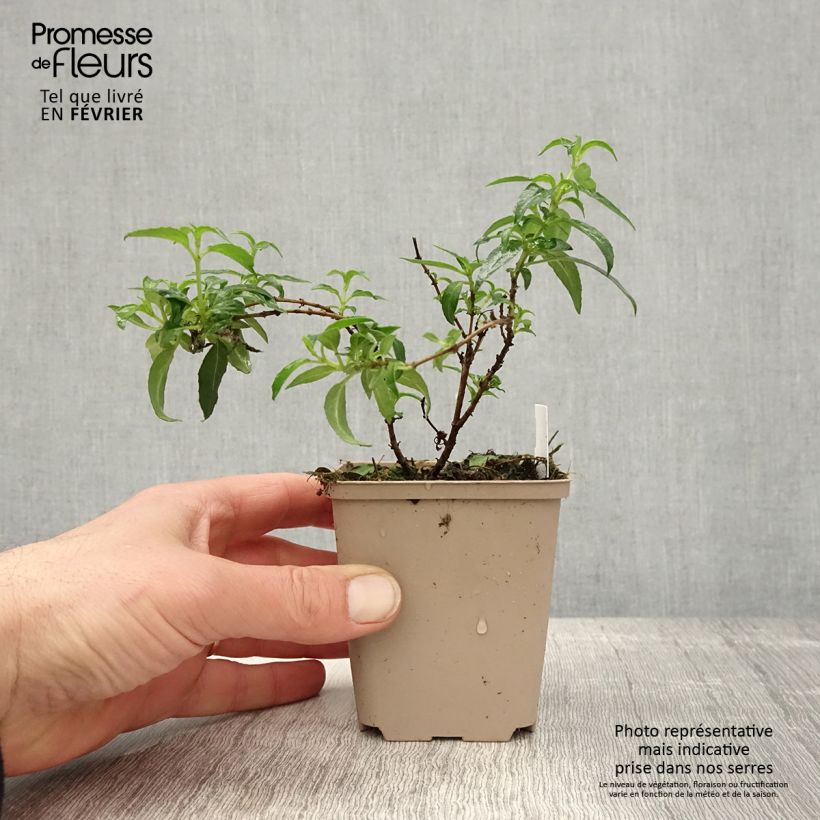 Example of Fuchsia magellanica Hawkshead - Winterharde fuchsia Kweekpotje van 7/8 cm as you get in hiver