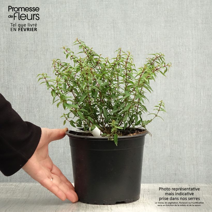 Example of Fuchsia magellanica Pumila Pot van 3 l/4 l as you get in hiver