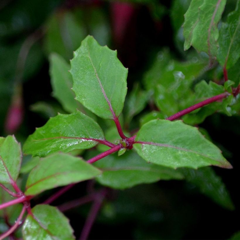 Fuchsia magellanica Riccartonii - Winterharde fuchsia (Blad)