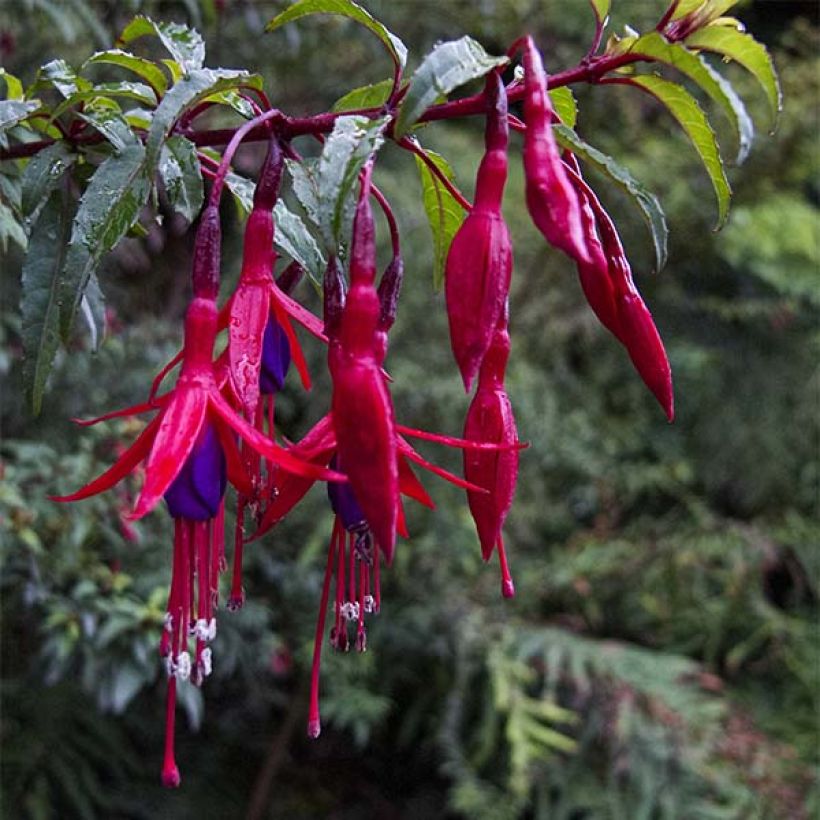 Fuchsia magellanica Riccartonii - Winterharde fuchsia (Bloei)