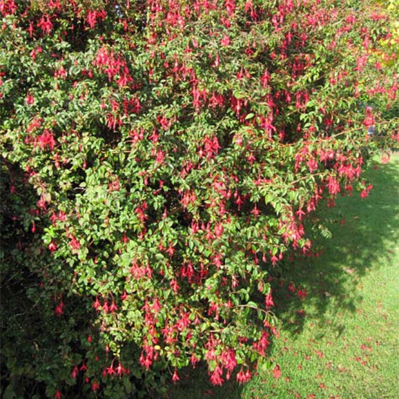 Fuchsia magellanica Riccartonii - Winterharde fuchsia (Groeiplaats)