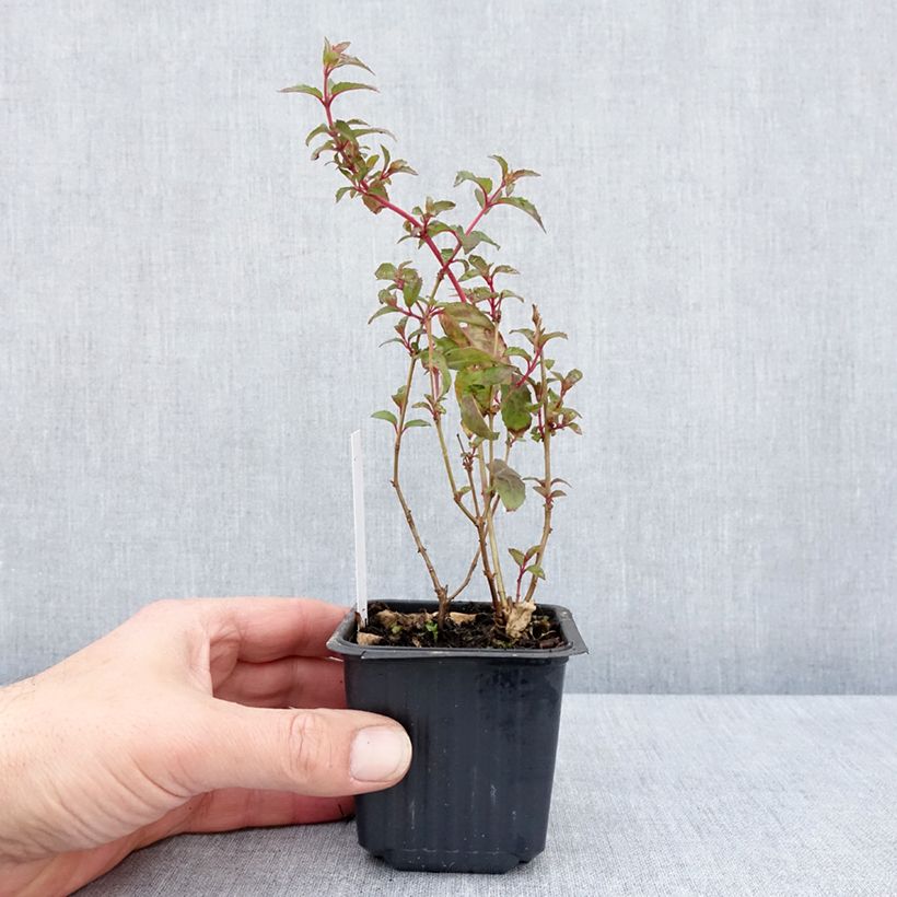 Exemplaar van Fuchsia magellanica Snow Cap - Winterharde fuchsia Kweekpotje van 8/9 cm zoals geleverd in de lente