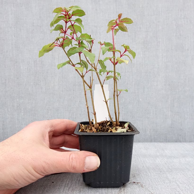Example of Fuchsia magellanica Snow Cap - Fuchsia rustique Kweekpotje van 8/9 cm as you get in hiver