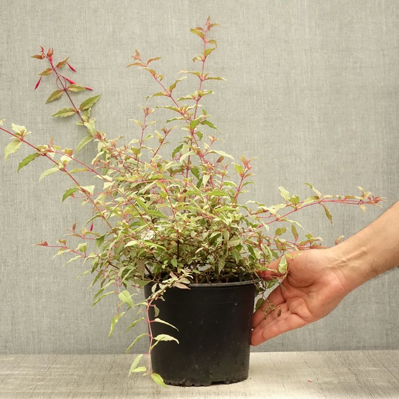 Exemplaar van Fuchsia magellanica Tricolorii - Winterharde fuchsia Pot van 2 l/3 l zoals geleverd in de zomer