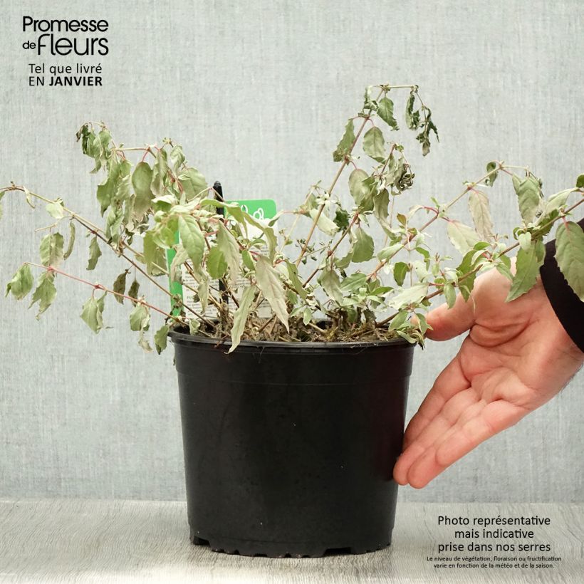 Example of Fuchsia magellanica Tricolorii Pot van 2 l/3 l as you get in hiver