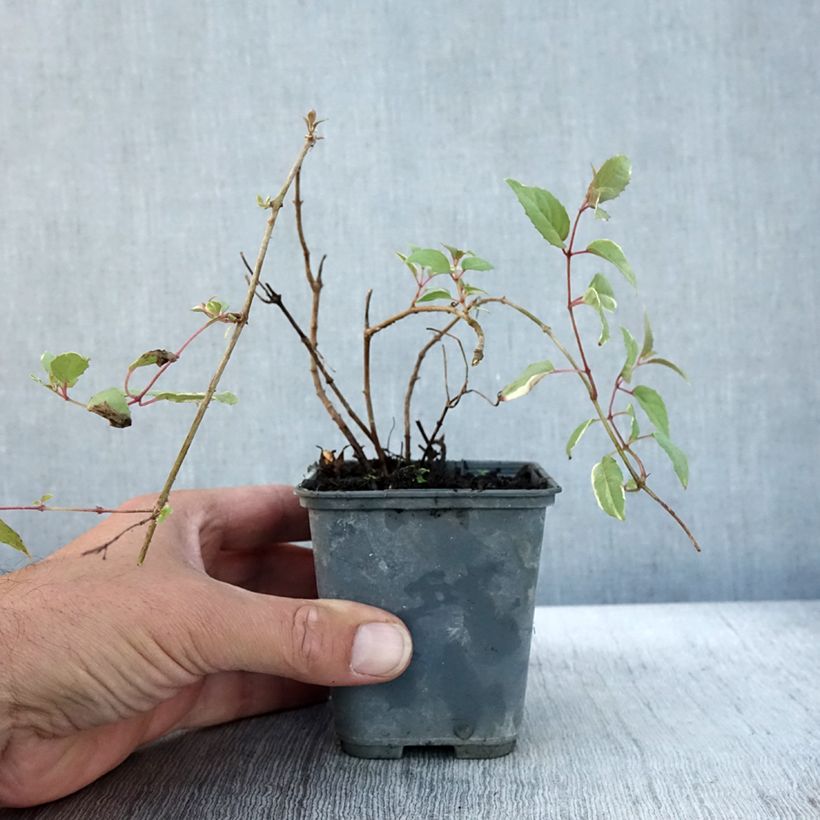 Exemplaar van Fuchsia magellanica Versicolor - Winterharde fuchsia Kweekpotje van 7/8 cm zoals geleverd in de herfst
