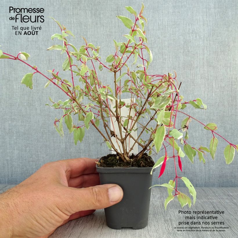 Exemplaar van Fuchsia magellanica Versicolor - Winterharde fuchsia Kweekpotje van 7/8 cm zoals geleverd in de zomer