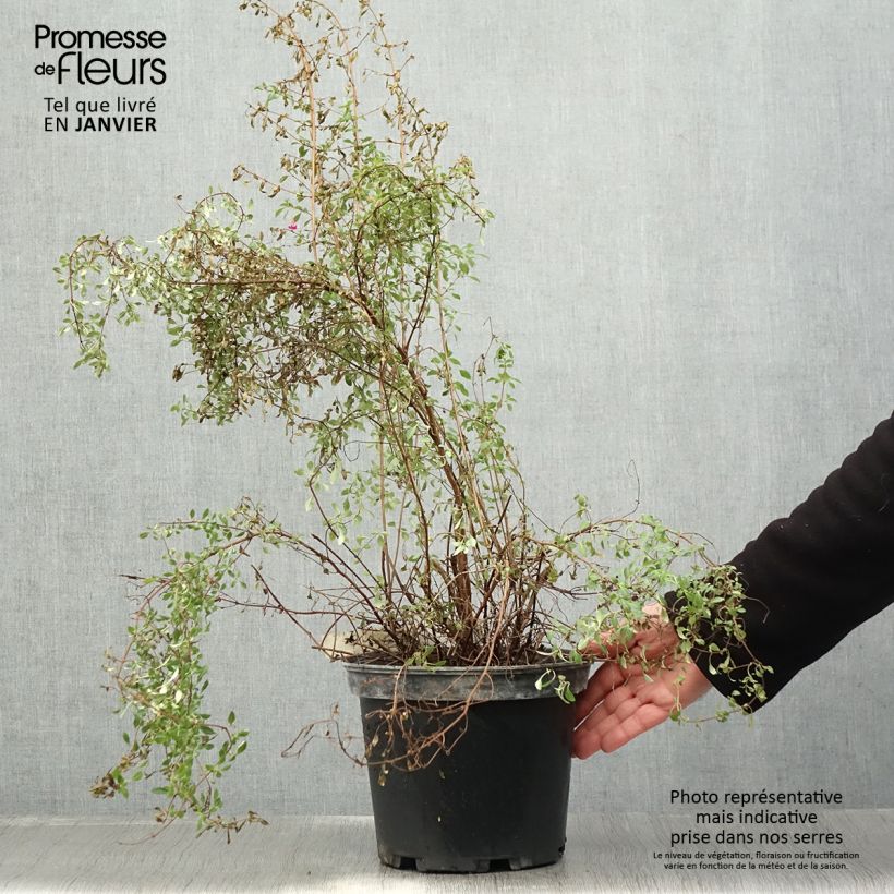 Example of Fuchsia microphylla microphylla - Bellenplant Pot van 4 l/5 l as you get in hiver