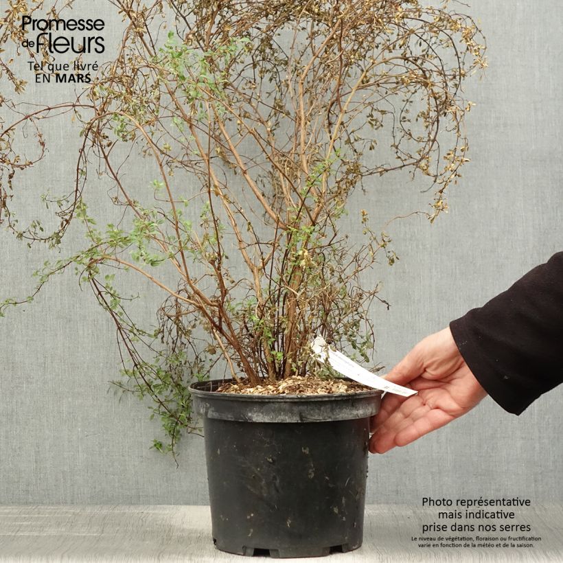 Exemplaar van Fuchsia microphylla microphylla - Bellenplant Pot van 4 l/5 l zoals geleverd in de lente