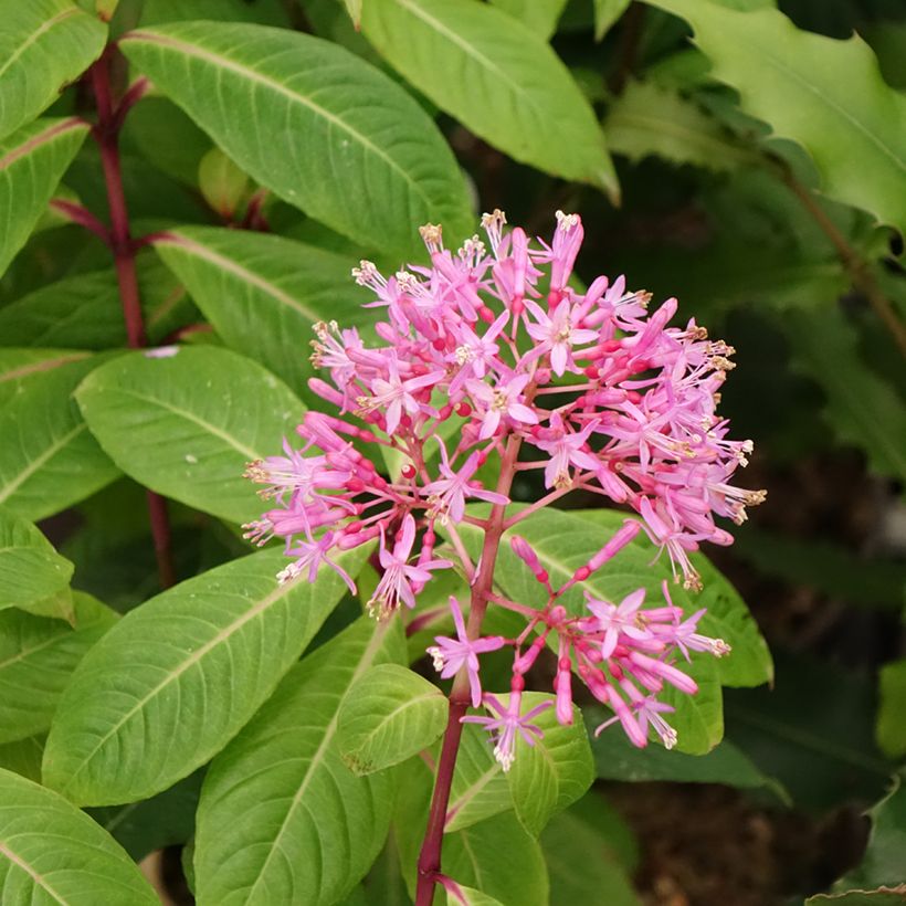 Fuchsia paniculata - Seringenfuchsia (Bloei)