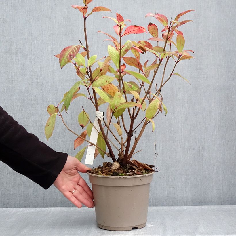 Exemplaar van Fuchsia paniculata - Seringenfuchsia Pot van 4 l/5 l zoals geleverd in de herfst