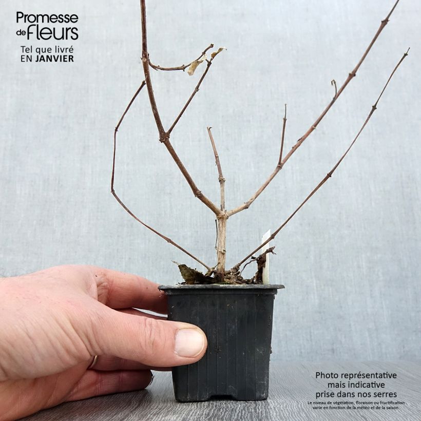 Example of Fuchsia R.A.F Kweekpotje van 8/9 cm as you get in hiver