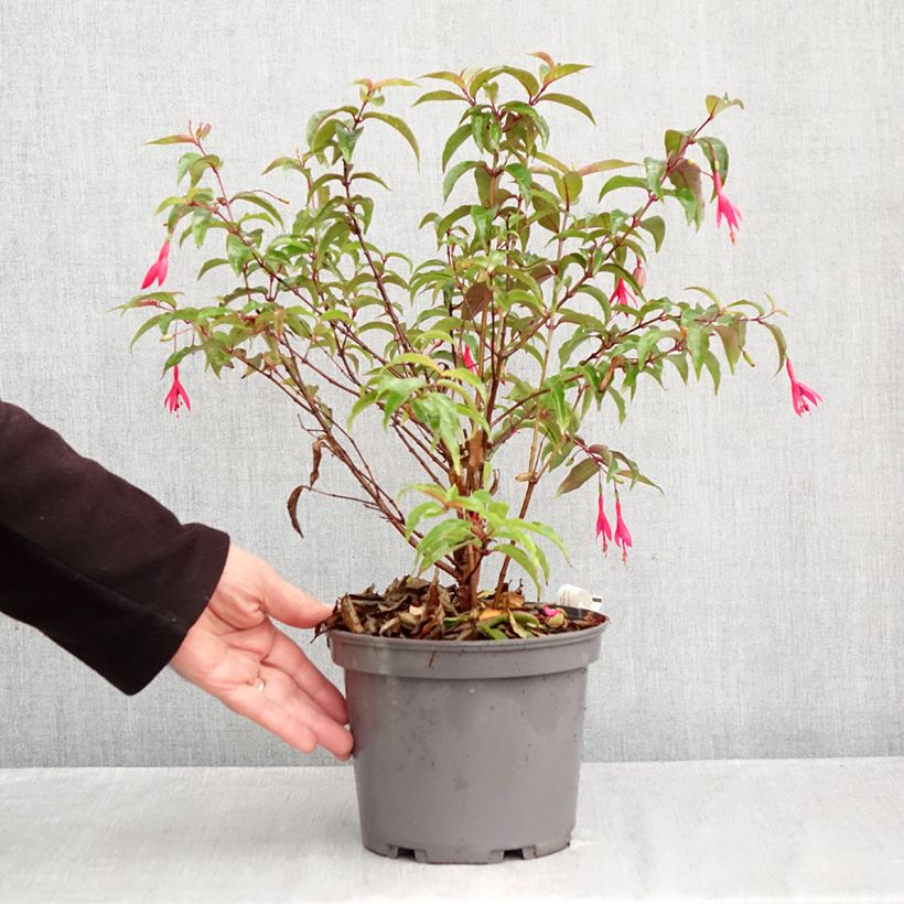 Exemplaar van Fuchsia regia Regal - Bellenplant Pot van 3 l/4 l zoals geleverd in de herfst