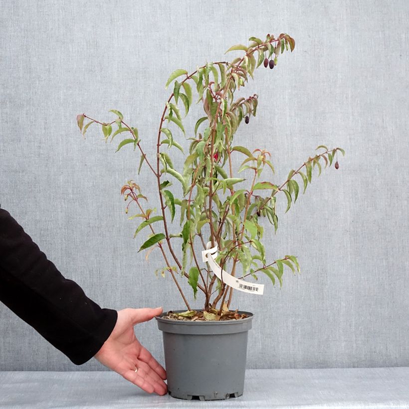 Example of Fuchsia regia Regal Pot van 3 l/4 l as you get in hiver