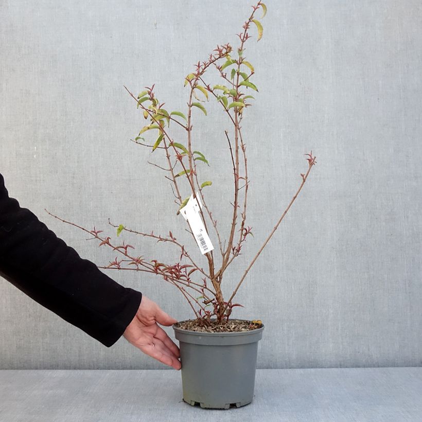 Exemplaar van Fuchsia regia Regal - Bellenplant Pot van 3 l/4 l zoals geleverd in de lente