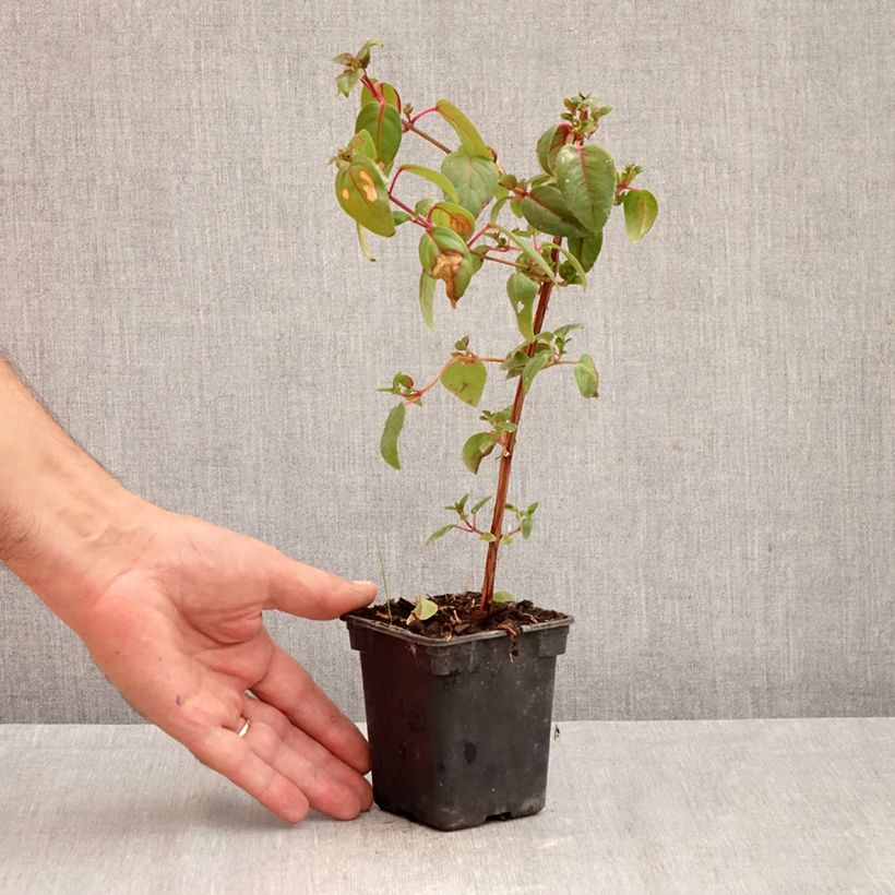 Exemplaar van Fuchsia Dark Eyes - Bellenplant Kweekpotje van 7/8 cm zoals geleverd in de herfst