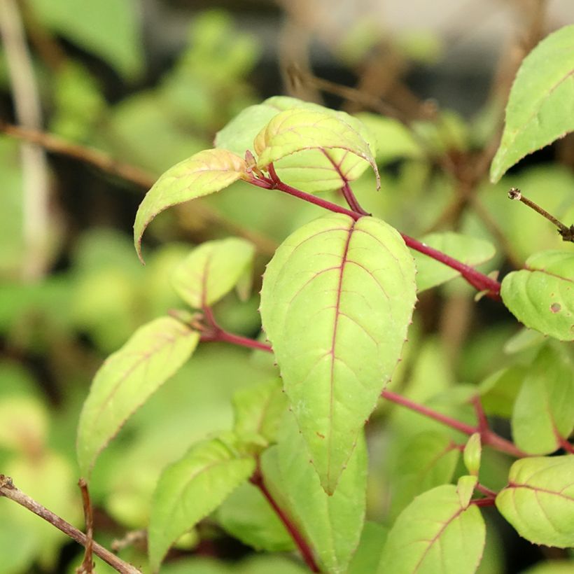 Fuchsia Rohees New Millenium - Bellenplant (Blad)