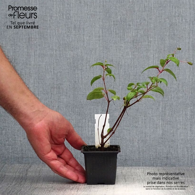Exemplaar van Fuchsia Rohees New Millenium - Bellenplant Kweekpotje van 8/9 cm zoals geleverd in de herfst