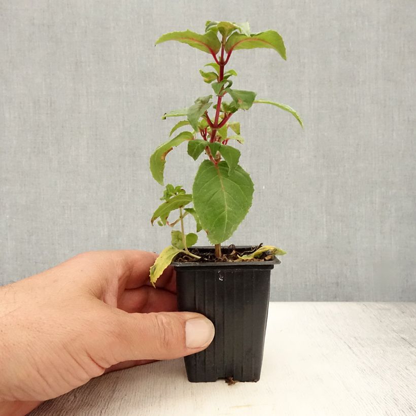 Example of Fuchsia retombant Royal Mosaïc Kweekpotje van 7/8 cm as you get in ete