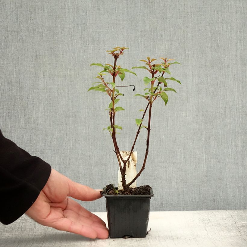 Exemplaar van Fuchsia Alice Hoffman - Bellenplant Kweekpotje van 8/9 cm zoals geleverd in de herfst