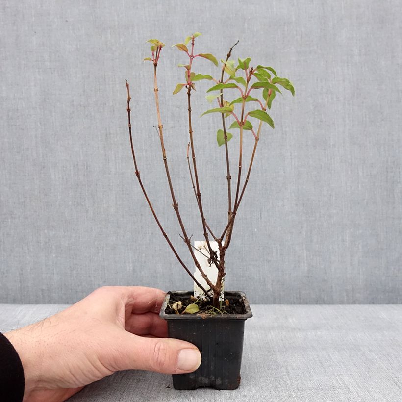 Example of Fuchsia rustique Alice Hoffman Kweekpotje van 8/9 cm as you get in hiver