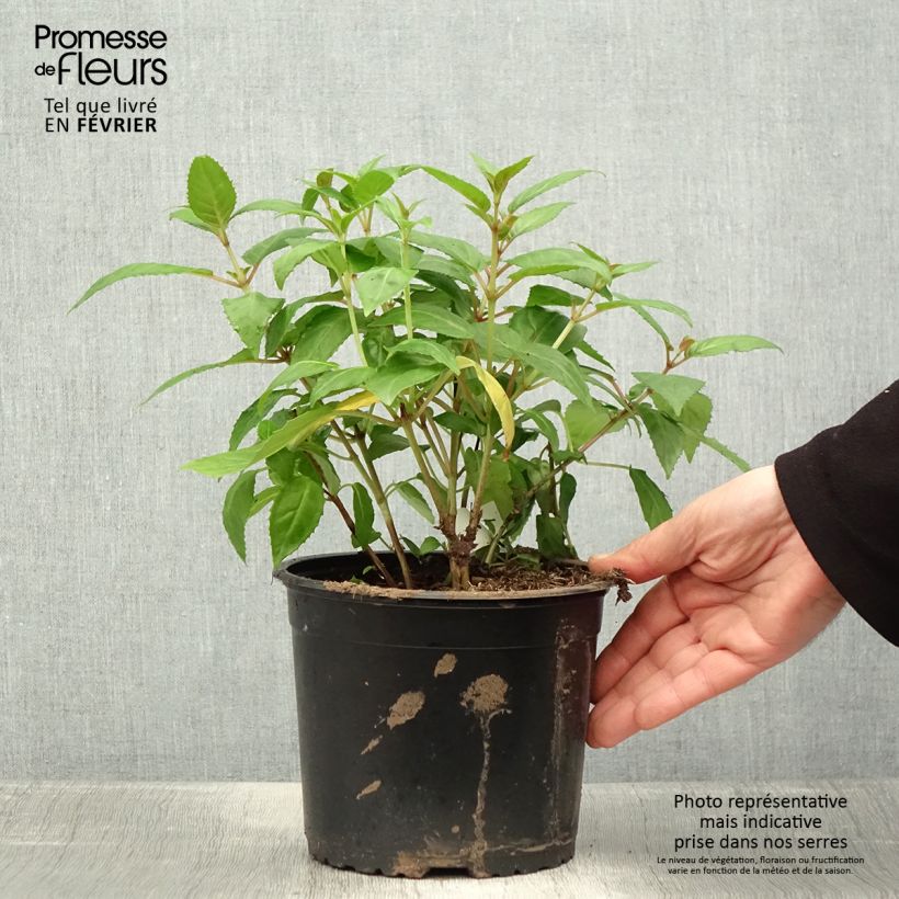 Example of Fuchsia Charming - Bellenplant Pot van 3 l/4 l as you get in hiver