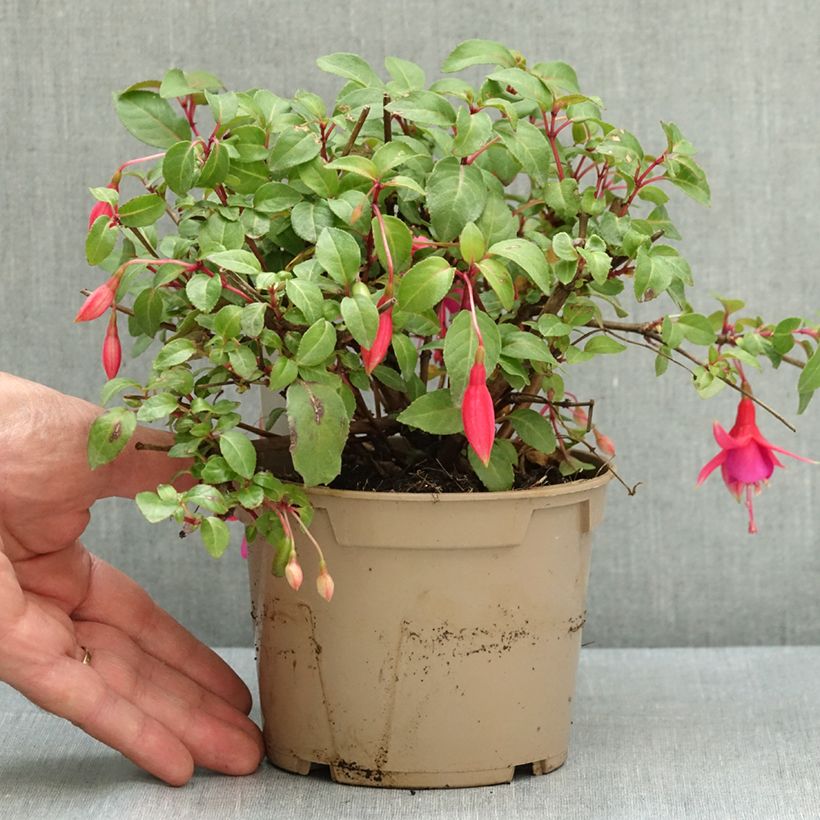 Exemplaar van Fuchsia rustique Display Pot van 12 cm / 13 cm zoals geleverd in de zomer
