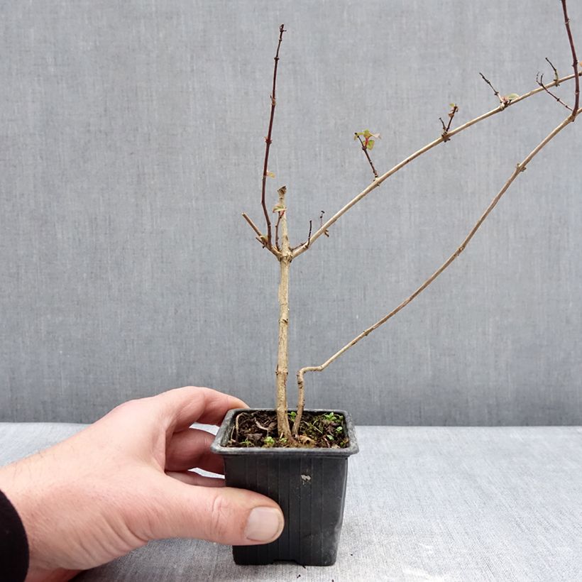 Example of Fuchsia rustique Douce France Kweekpotje van 8/9 cm as you get in hiver