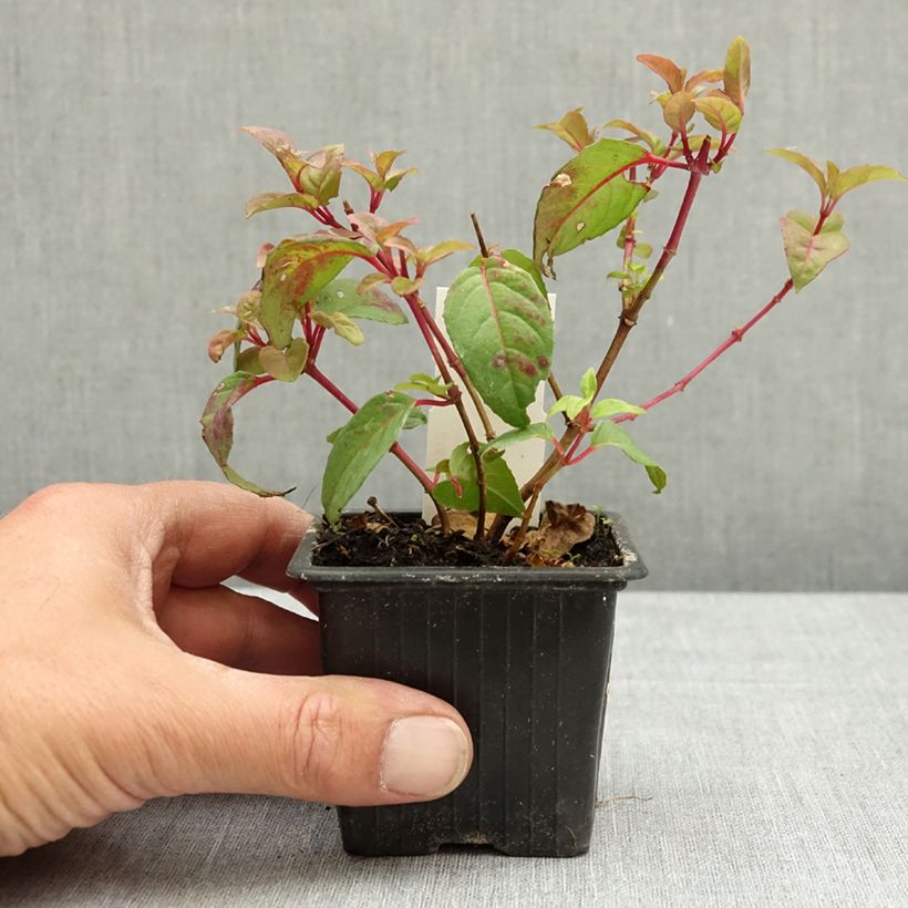 Exemplaar van Fuchsia Douce France - Bellenplant Kweekpotje van 8/9 cm zoals geleverd in de lente