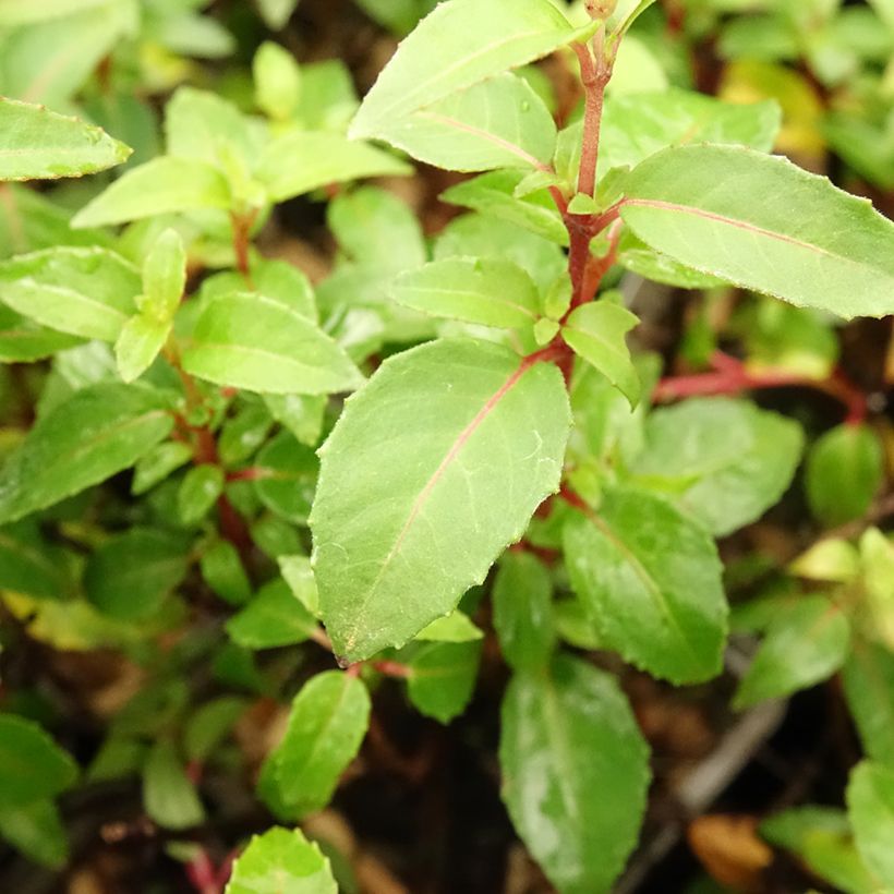 Fuchsia Lady Thumb - Bellenplant (Blad)