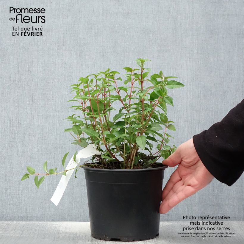 Example of Fuchsia rustique Lady Thumb Pot van 2 l/3 l as you get in hiver