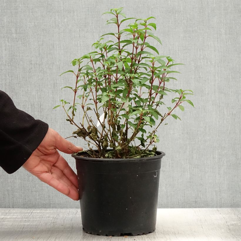 Exemplaar van Fuchsia Lady Thumb - Bellenplant Pot van 2 l/3 l zoals geleverd in de lente